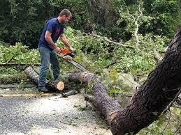 Professional Tree Care in Corte Madera, CA