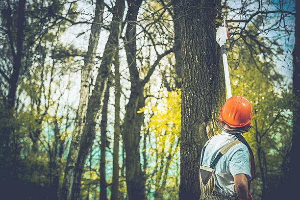 Best Fruit Tree Pruning  in Corte Madera, CA